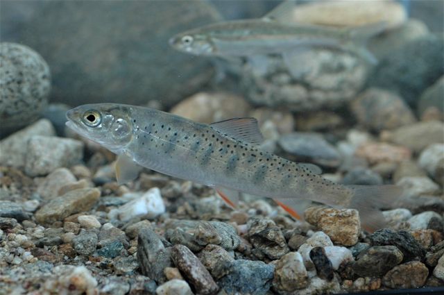 멸종위기종 '열목어'