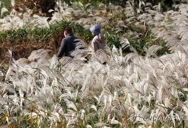 빛나는 가을 억새