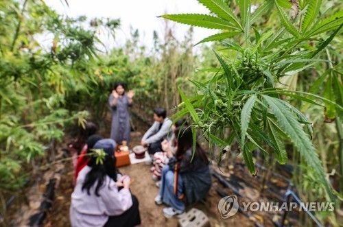 안동 금소마을 대마밭에서의 명상 [사진/임헌정 기자] 