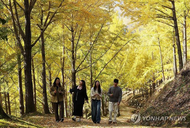 노랗게 물들어가는 은행나무숲