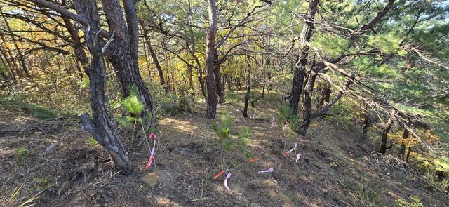 송이 감염묘 활용 인공재배 기술 적용 