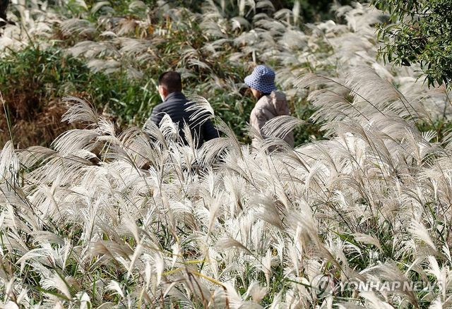빛나는 가을 억새