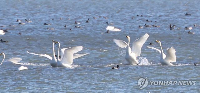 낙동강 하구 날갯짓하는 고니