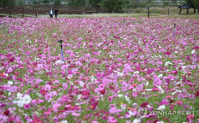 창포원 곳곳 꽃 활짝