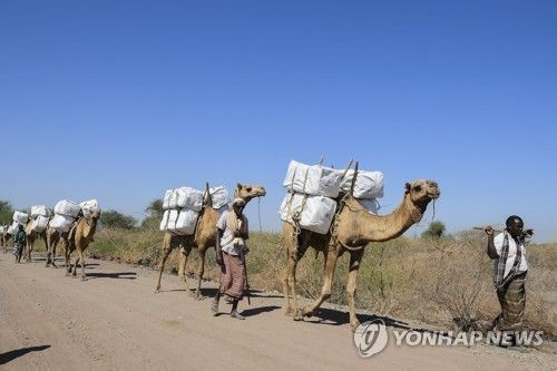 에티오피아의 낙타