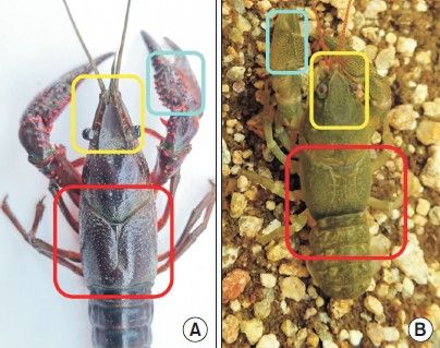 미국가재(왼쪽)와 토종가재(오른쪽)의 생김새 차이 [국립생태원회보 캡처. 재판매 및 DB 금지]
