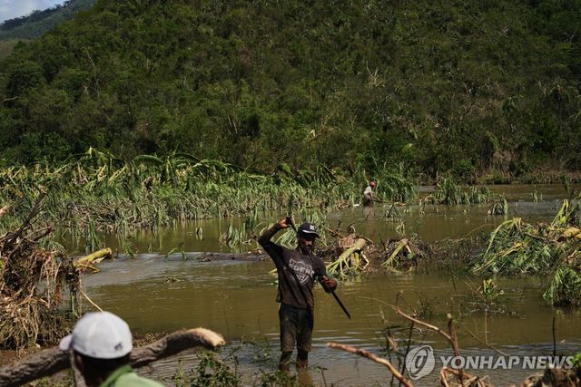 '멀리사' 영향으로 침수된 쿠바 바나나 농장