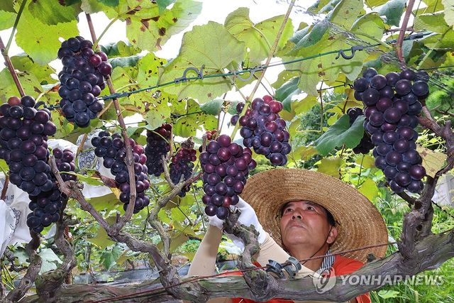 익어가는 포도