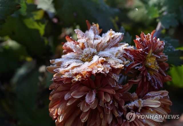 서리꽃 활짝