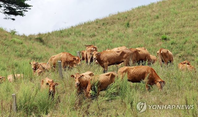 풀 뜯는 한우들