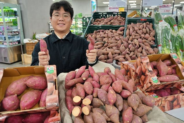 롯데마트, 국산 품종 '호풍미 고구마' 본격 판매