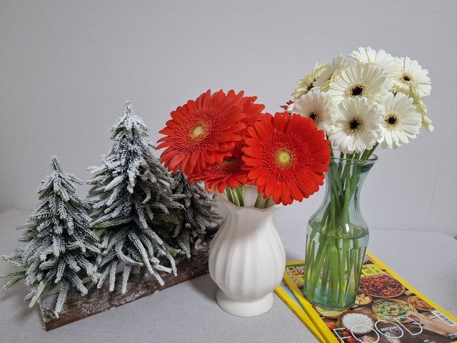 왼쪽부터 '산타클로스', '스노우벨' 미니 거베라