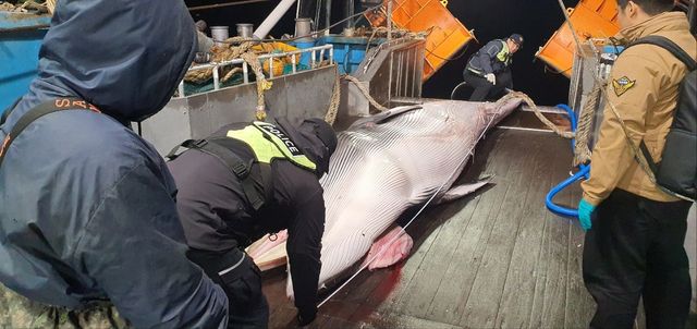 10일 제주 해상서 혼획된 밍크고래