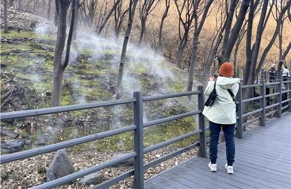 서대문구 안산 쉬나무 쉼터 일대 '이끼숲' 