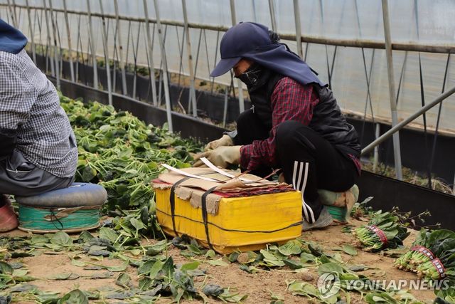 시금치를 수확하는 이주노동자