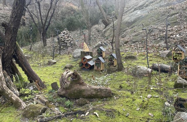 서대문구 안산(鞍山) 쉬나무 쉼터 일대 '이끼숲'에 조성된 일명 '곤충마을'