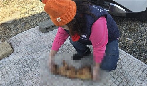 훼손된 고양이 사진