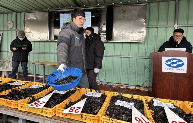 서천 물김 초매식…본격 출하 시작