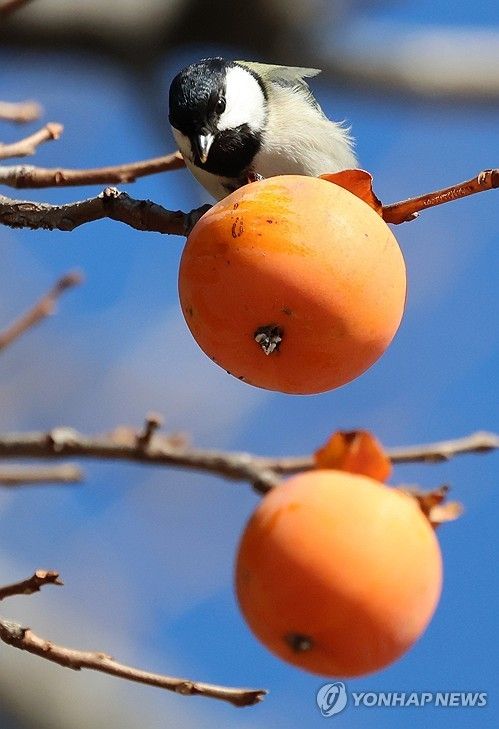 홍시 먹는 박새