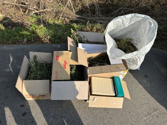 경찰이 압수한 대마