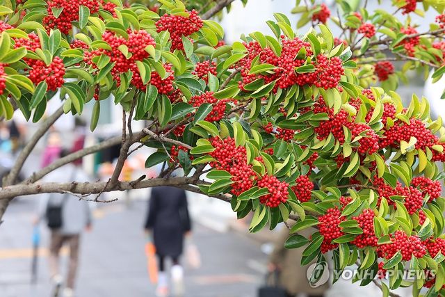 제주의 겨울 분위기 살리는 먼나무 열매
