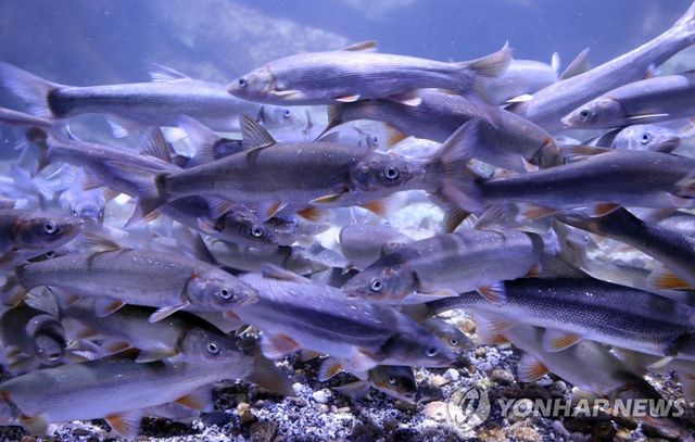 민물고기 은어떼