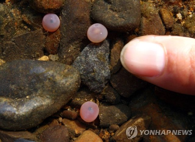 울산 태화강에서 발견된 연어 발안난