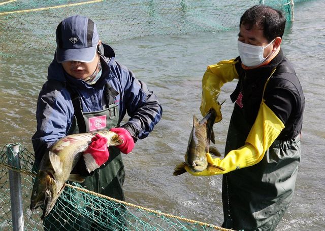 태화강에 올라온 연어