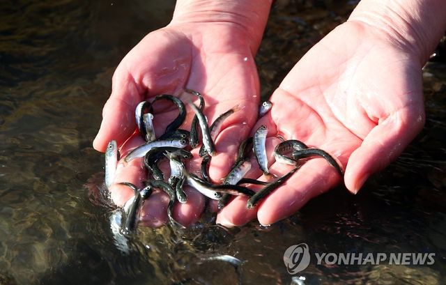 태화강에 방류되는 어린 연어