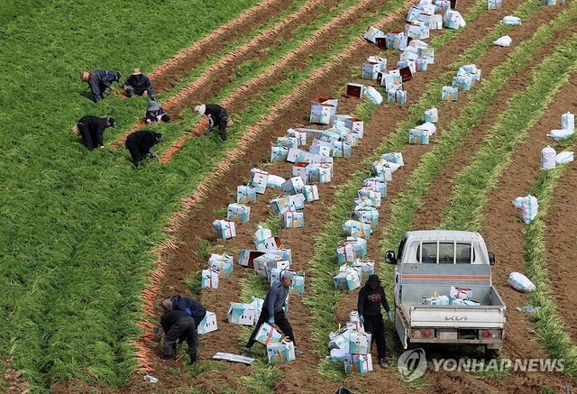 농작물 얼기 전에…바빠진 당근 수확