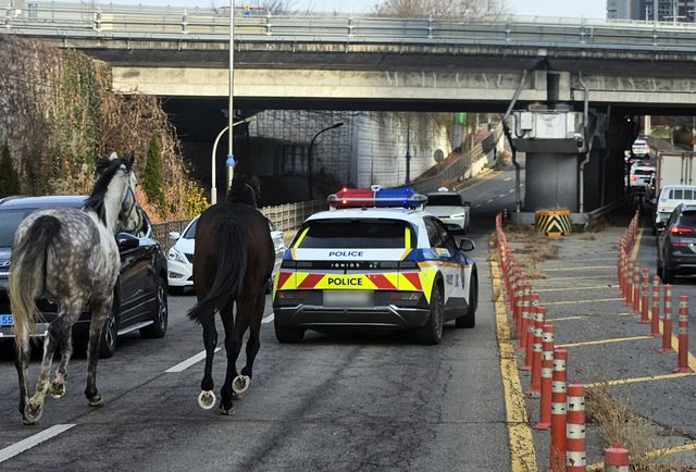마구간 탈출한 말들