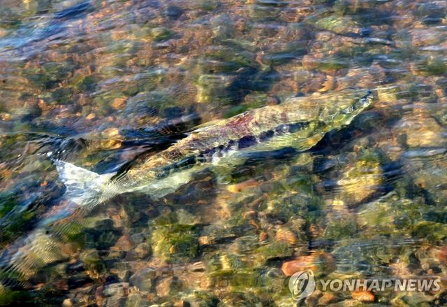 연어 돌아온 태화강