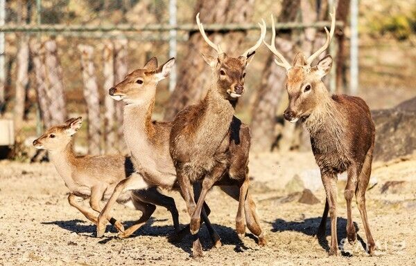 서울 노원구 육군사관학교에서 서식 중인 사슴 가족 