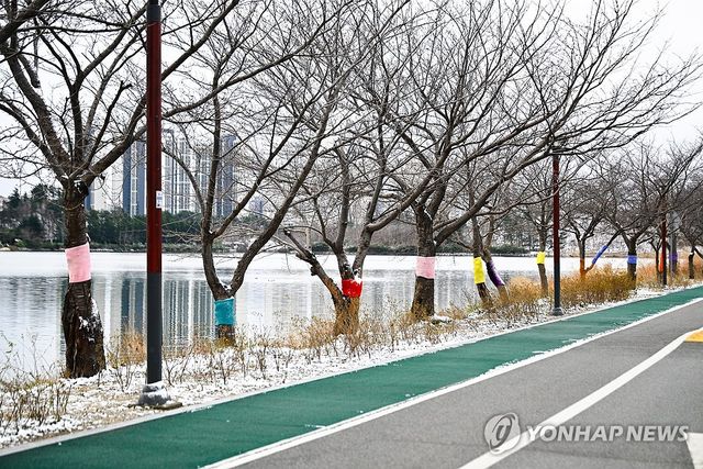 겨울 준비하는 나무들