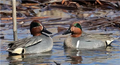 쇠오리(왼쪽)와 아메리카쇠오리