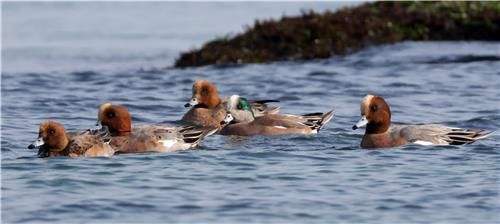 홍머리오리와 아메리카홍머리오리(끝에서 두 번째)