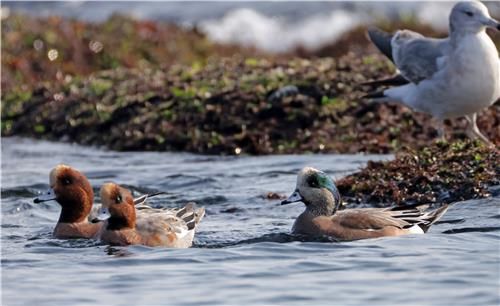 홍머리오리와 아메리카홍머리오리(맨 오른쪽)