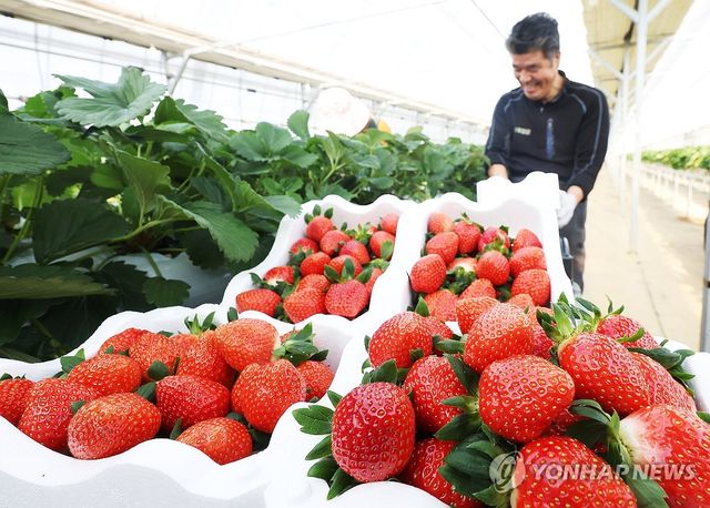 분주한 딸기 수확