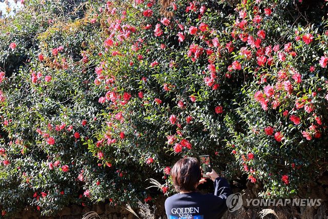 동백꽃에 빠지다