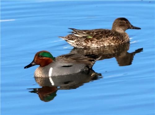 가슴에 새로 흰 줄이선명한 아메리카쇠오리