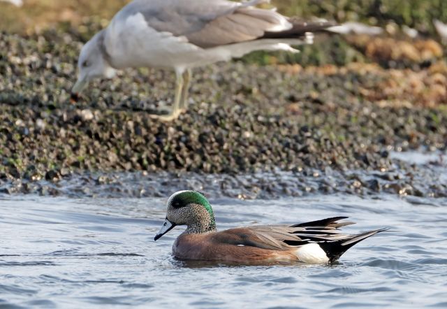 아메리카홍머리오리