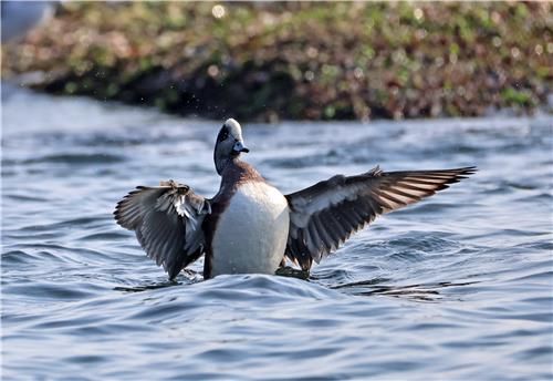 아메리카홍머리오리의 날갯짓