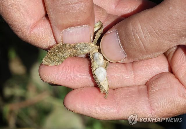 비에 썩어버린 논콩