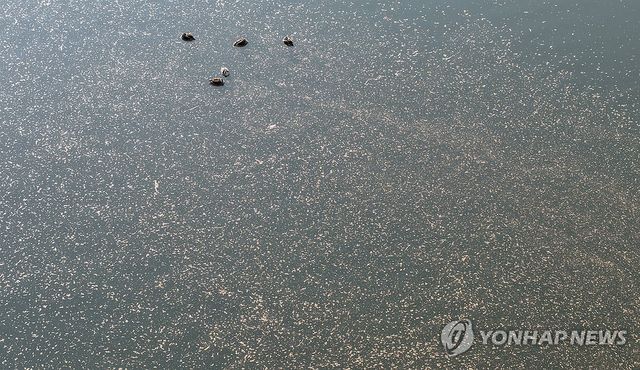 창녕함안보 주변 물개구리밥 관찰