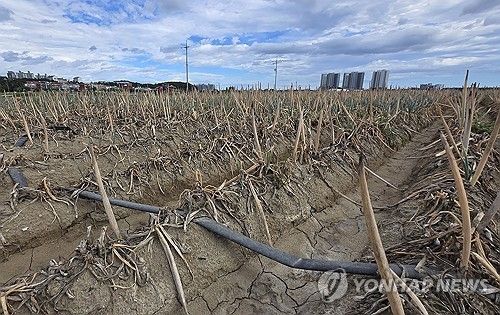 최악 가뭄에 농업용수 공급이 중단된 지난 9월 1일 강원 강릉시 한 대파밭에 심어진 파가 말라가고 있다. [연합뉴스 자료사진]