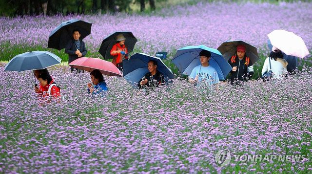 인제 가을꽃 축제