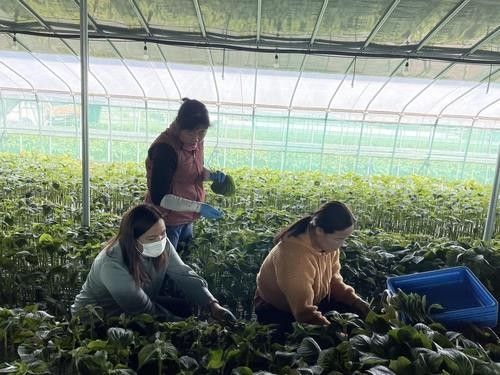 깻잎 수확하는 외국인 계절근로자