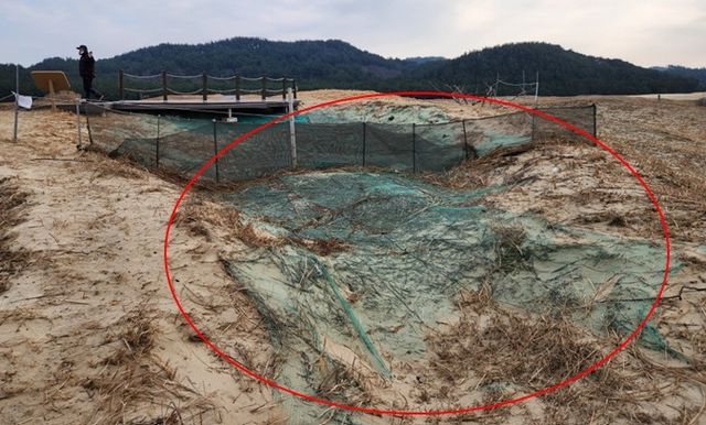 태안 신두리 사구 전망 데크로 인해 침식된 사구