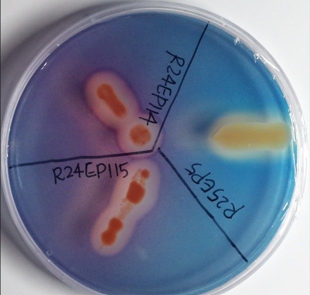 미생물 생성 장면
