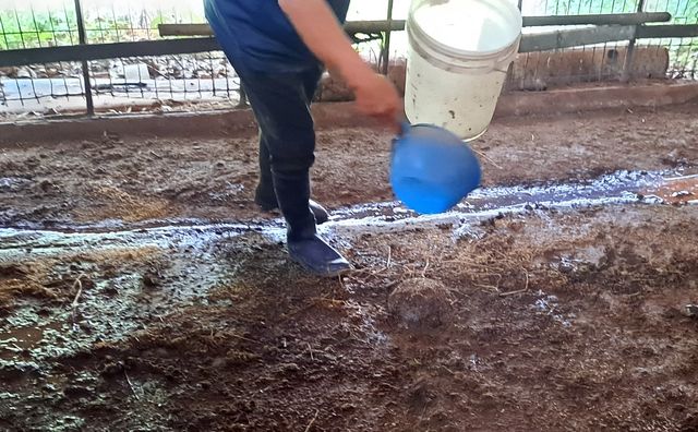 가축 분뇨 처리 